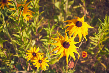 Rudbekia błyskotliwa © Marcin Łazarczyk