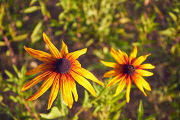  Rudbekia owłosiona, Rudbeckia hirta © Marcin Łazarczyk