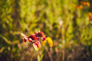  Rudbekia owłosiona, Rudbeckia hirta © Marcin Łazarczyk
