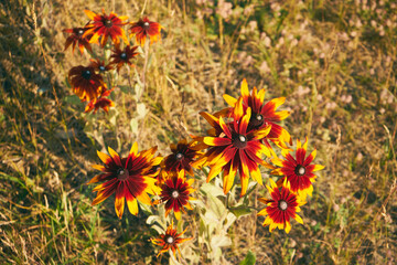  Rudbekia owłosiona, Rudbeckia hirta © Marcin Łazarczyk