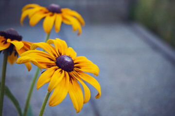 Rudbekia błyskotliwa © Marcin Łazarczyk