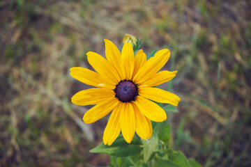 Rudbekia błyskotliwa © Marcin Łazarczyk