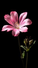 Obraz premium A pink wildflower is photographed against a black background the flowers have six petals and no leaves the flowers can be seen in full bloom they form an elegant flower chain with five or three