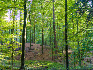 Buchenwald im Sommer, Schleswig-Holstein, Deutschland