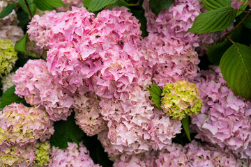 Hydrangea bushes in a park
