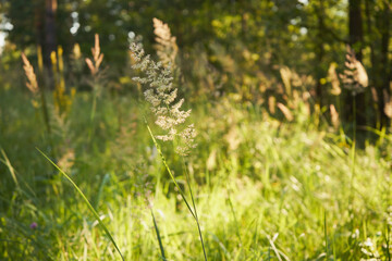Wiechlina łąkowa, Poa pratensis L. © Marcin Łazarczyk