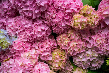 Obraz premium Hydrangea bushes in a park