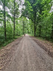 ein Wanderpfad im Grünen von der Moritzburg zum Fasanschlösschen in Moritzburg, einem Ort in Sachsen - Deutschland
