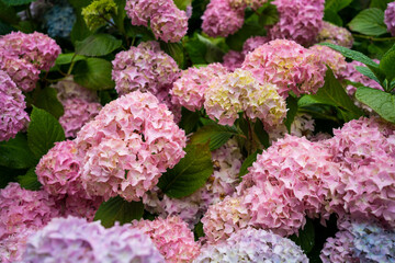 Hydrangea bushes in a park