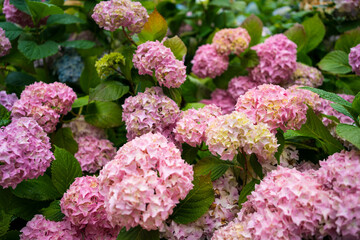 Hydrangea bushes in a park