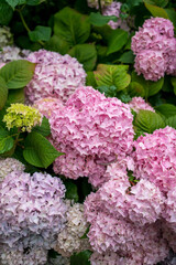 Hydrangea bushes in a park