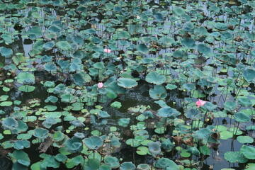 liily pads and lotus pond 