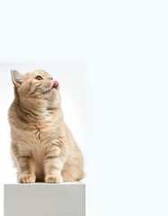 A plump shorthaired cream-colored cat licks his lips on a white podium