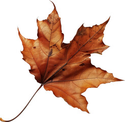 maple leaf Vector Image Transparent Background