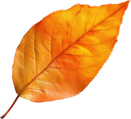 leaf Vector Image Transparent Background