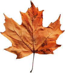 maple leaf Vector Image Transparent Background