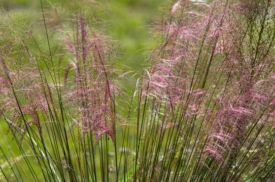 Close-up image of the pinkish purple feathery inflorescences of native Muhly Grass, Muhlenbergia capillaris. - Powered by Adobe