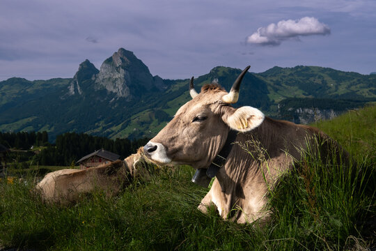 Swiss brown cow grazing in a meadow, with the Mythen mountain in the background, shot in Stoos, Schwyz, Switzerland