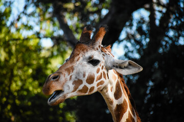 giraffe in zoo