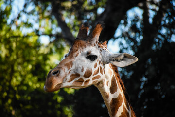 giraffe in zoo