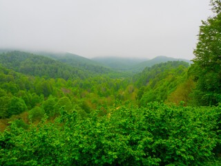 Obraz premium the green forest in spring