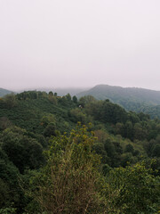 the green forest in spring