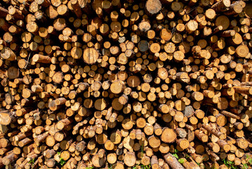 Hard and soft mix chopped wood. Background of dry firewood.