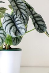 Vertical shot of the unique drooping green leaves of a Alocasia baginda houseplant (otherwise known as dragon scale plant), partially seen