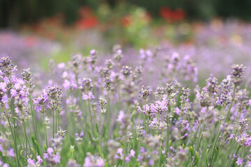 Naklejka premium Lavender blossom. Close-up of a lavender flower field, purple flowers for a natural background. Purple lavender field
