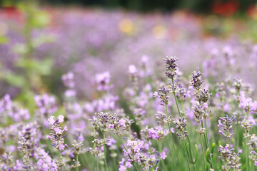 Obraz premium Lavender blossom. Close-up of a lavender flower field, purple flowers for a natural background. Purple lavender field