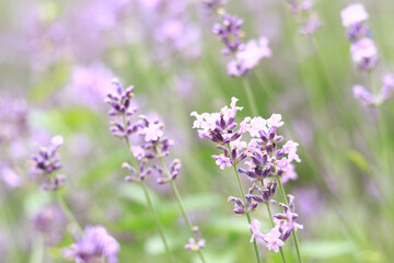 Lavender blossom. Close-up of a lavender flower field, purple flowers for a natural background. Purple lavender field