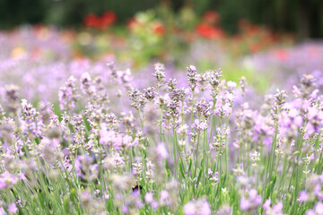 Fototapeta premium Lavender blossom. Close-up of a lavender flower field, purple flowers for a natural background. Purple lavender field