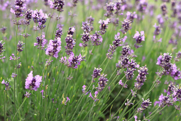 Lavender blossom. Close-up of a lavender flower field, purple flowers for a natural background. Purple lavender field