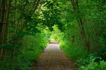 Fototapeta premium Tranquil Forest Walking Path Serene Nature. Relax, Hiking, Cycling, Walking, Alone, Meditation