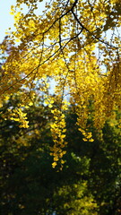 The beautiful central park autumn landscape with the colorful trees in New York