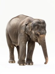 Obraz premium A baby elephant is standing in front of a white background