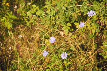 cykoria ,Cichorium endivia L © Marcin Łazarczyk