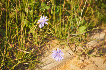 cykoria ,Cichorium endivia L © Marcin Łazarczyk