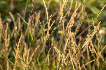 grass in the wind