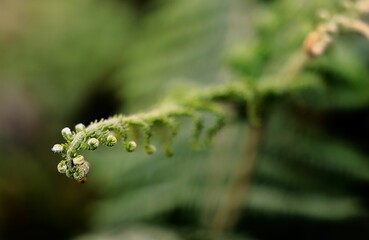 Misty landscape of a lush green field with ancient twisted trees in Fanal Forest, Madeira, Portugal.