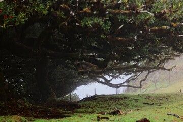 Misty landscape of a lush green field with ancient twisted trees in Fanal Forest, Madeira, Portugal.