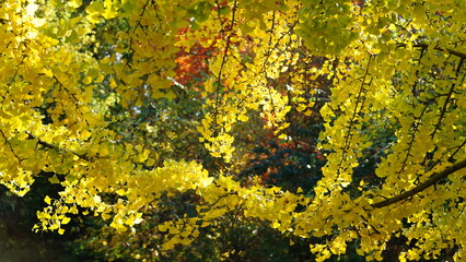The beautiful central park autumn landscape with the colorful trees in New York