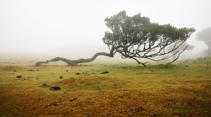 Misty landscape of a lush green field with ancient twisted trees in Fanal Forest, Madeira, Portugal. © Wirestock