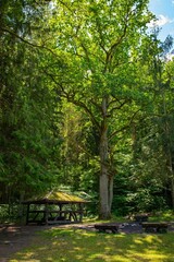 Charming Camp Arbor in Lush Forest Enchanting Nature. Relax, Festival, Midsummer, Camp, Time in Nature
