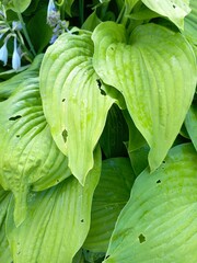 Hosta leafs, botanical composition, damaged leaves, green color
