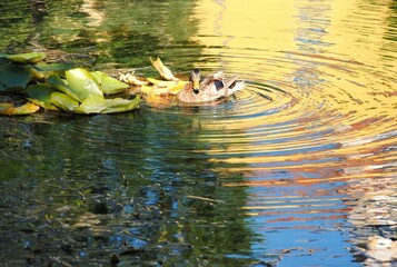 A wild duck swimming in the Malom Lake in the afternoon.