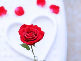 Single red rose with petals on white surface