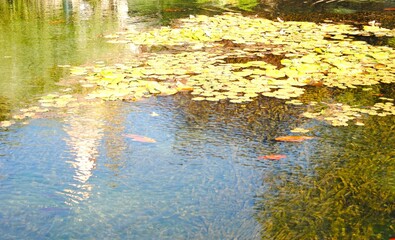 Colorful fish swimming in the mill pond in Tapolca, with aquatic plants.