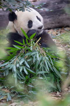 Vertical image of a giant panda eating bamboo in a Sanctuary in China