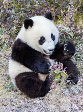 Cute iant panda cub sitting and eating